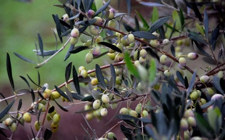 Προβληματισμός για εμφράγματα την ώρα που μάζευαν ελιές στην Ηλεία